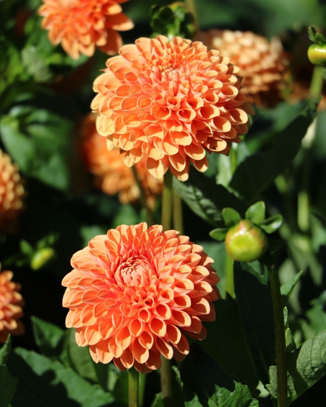 Semillas de Dalia 'Pompón' Rocalba