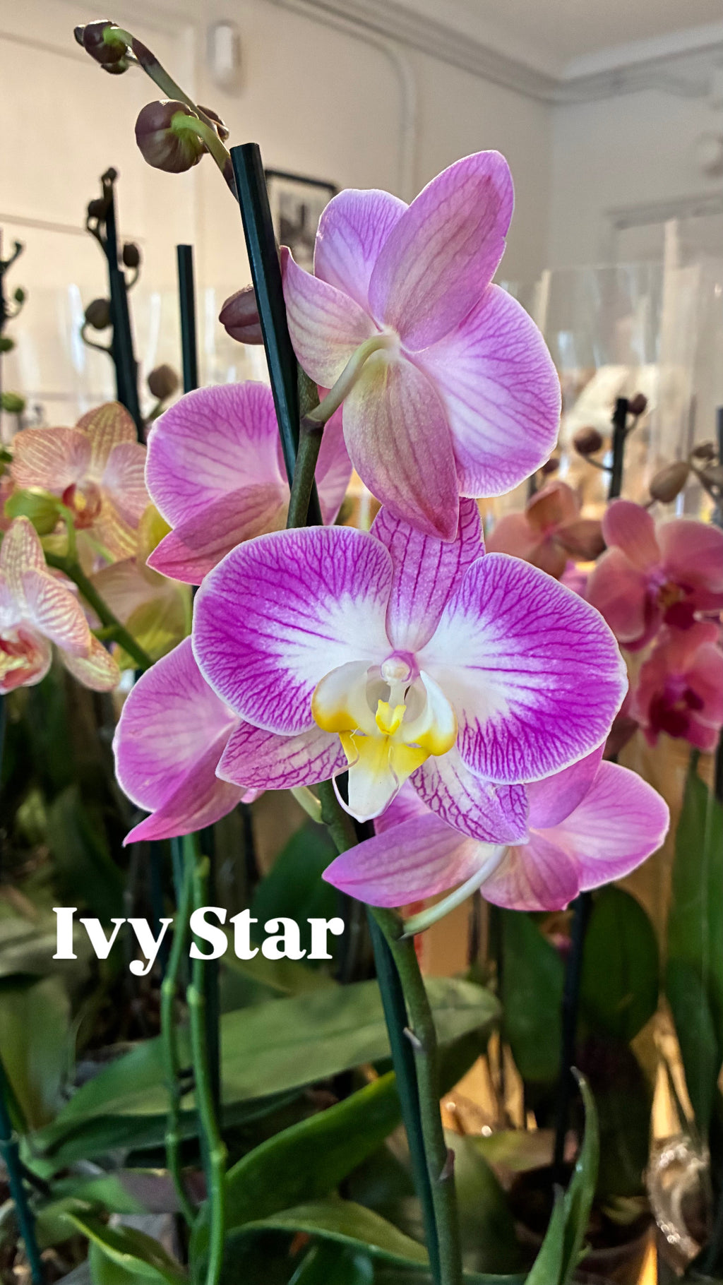 Arreglo Orquídea 'Violetta'