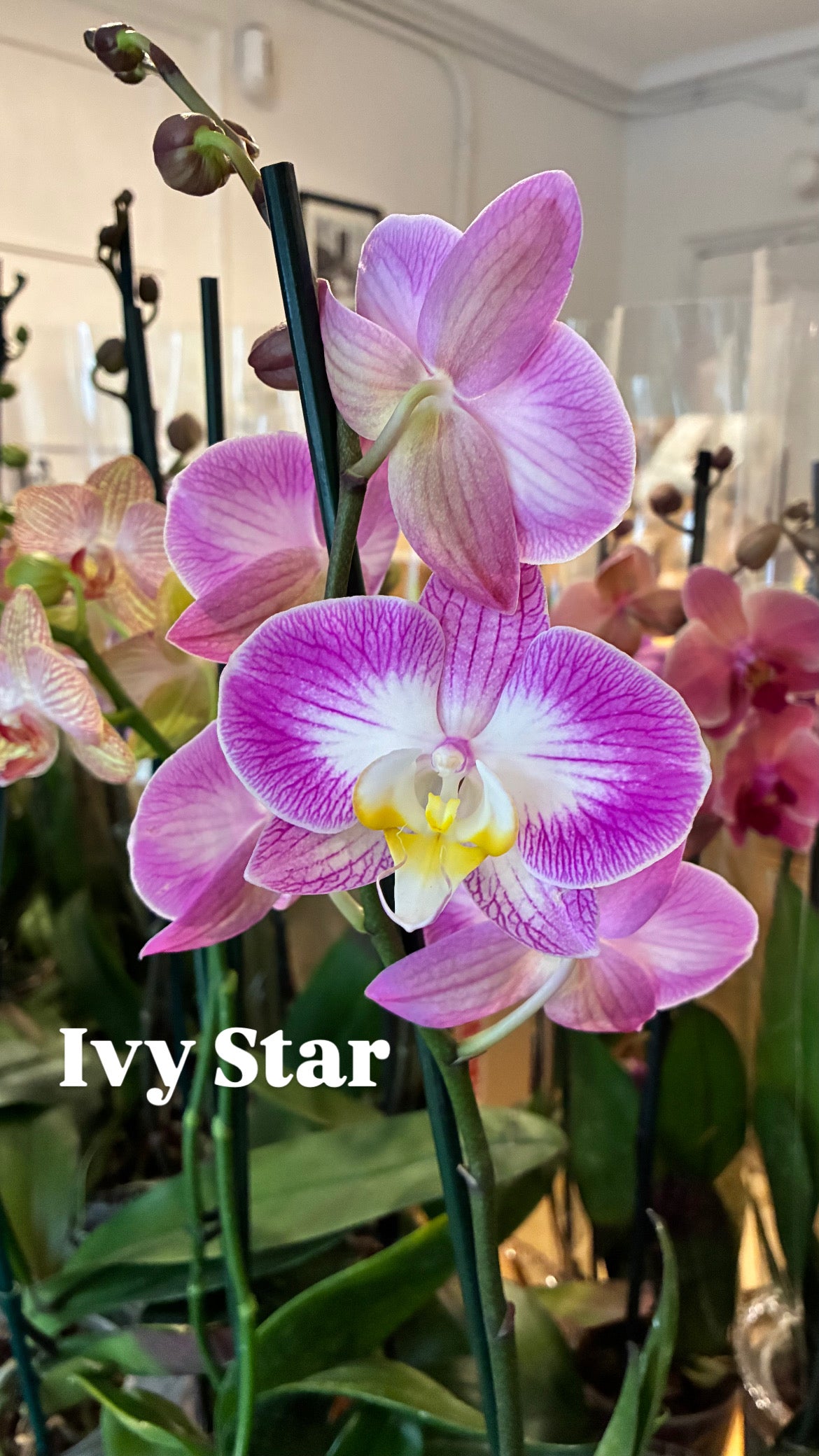 Orquídea Grande