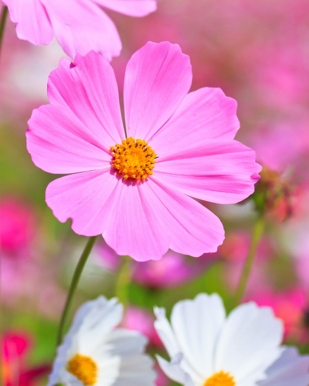 Semillas de Cosmos 'Sensation Rosa' Rocalba