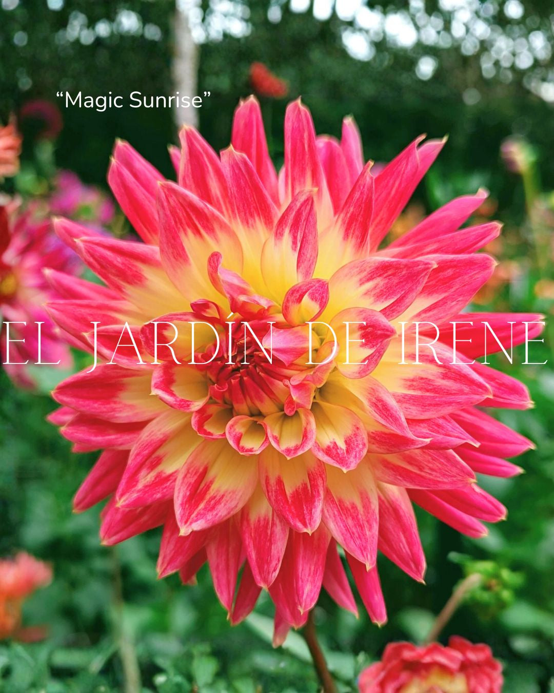 Bulbos de Dalias PREVENTA