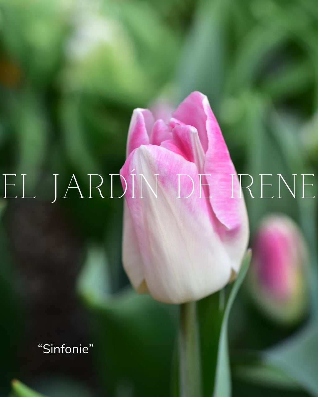 Bulbos de Tulipán PREVENTA