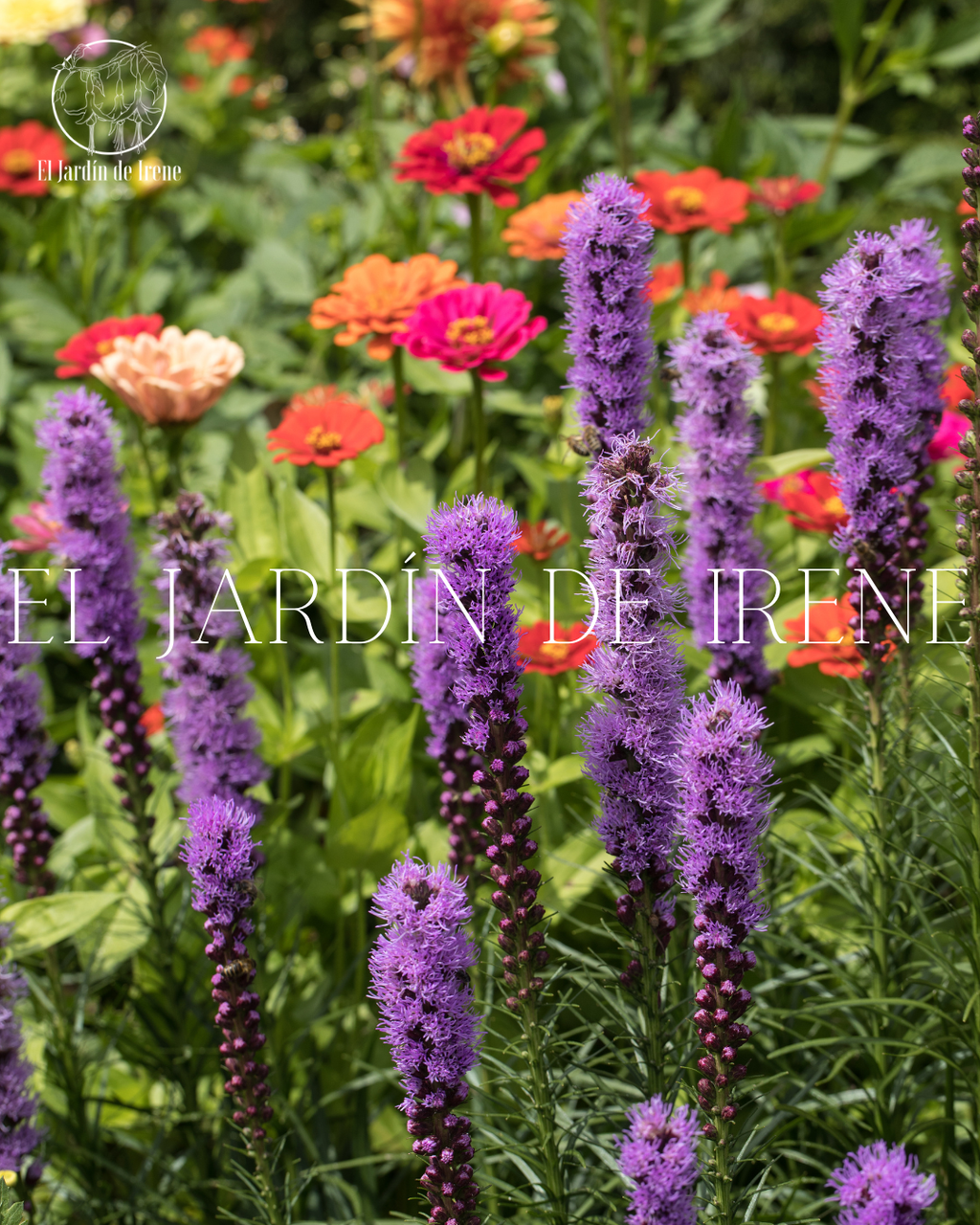 Bulbos de Liatris