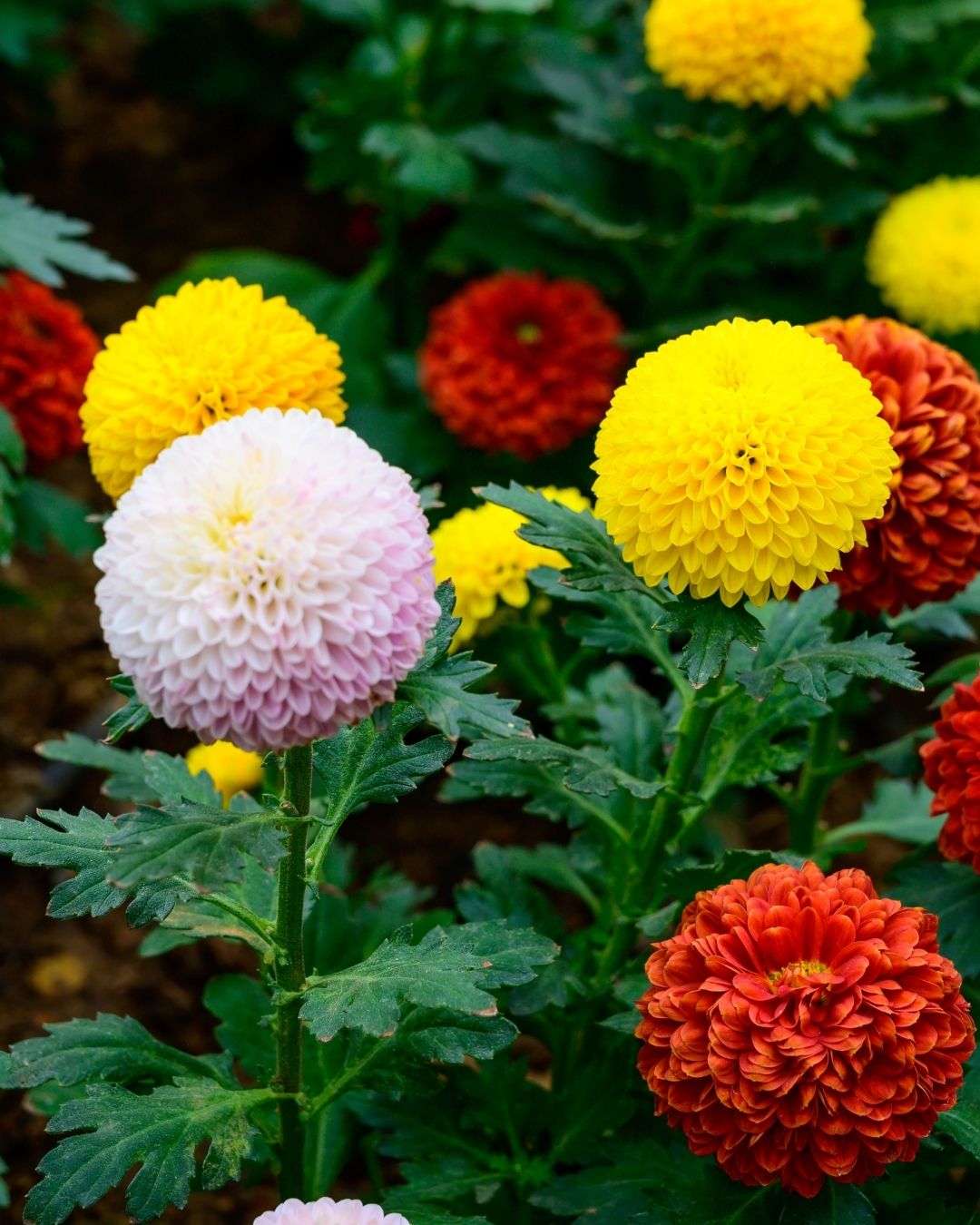 Semillas de Dalia 'Pompón' Rocalba