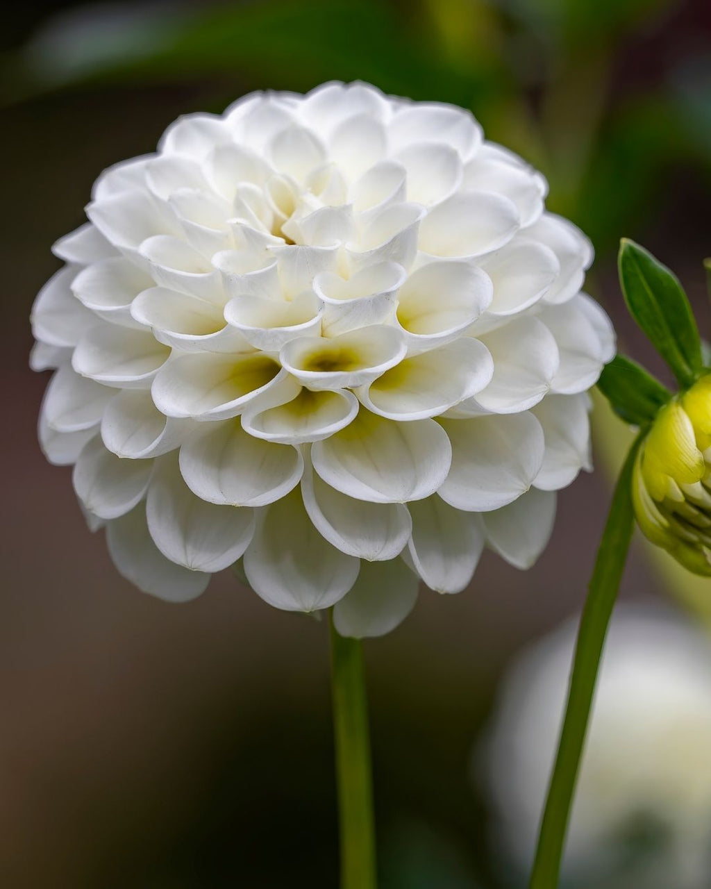 Semillas de Dalia 'Pompón' Rocalba