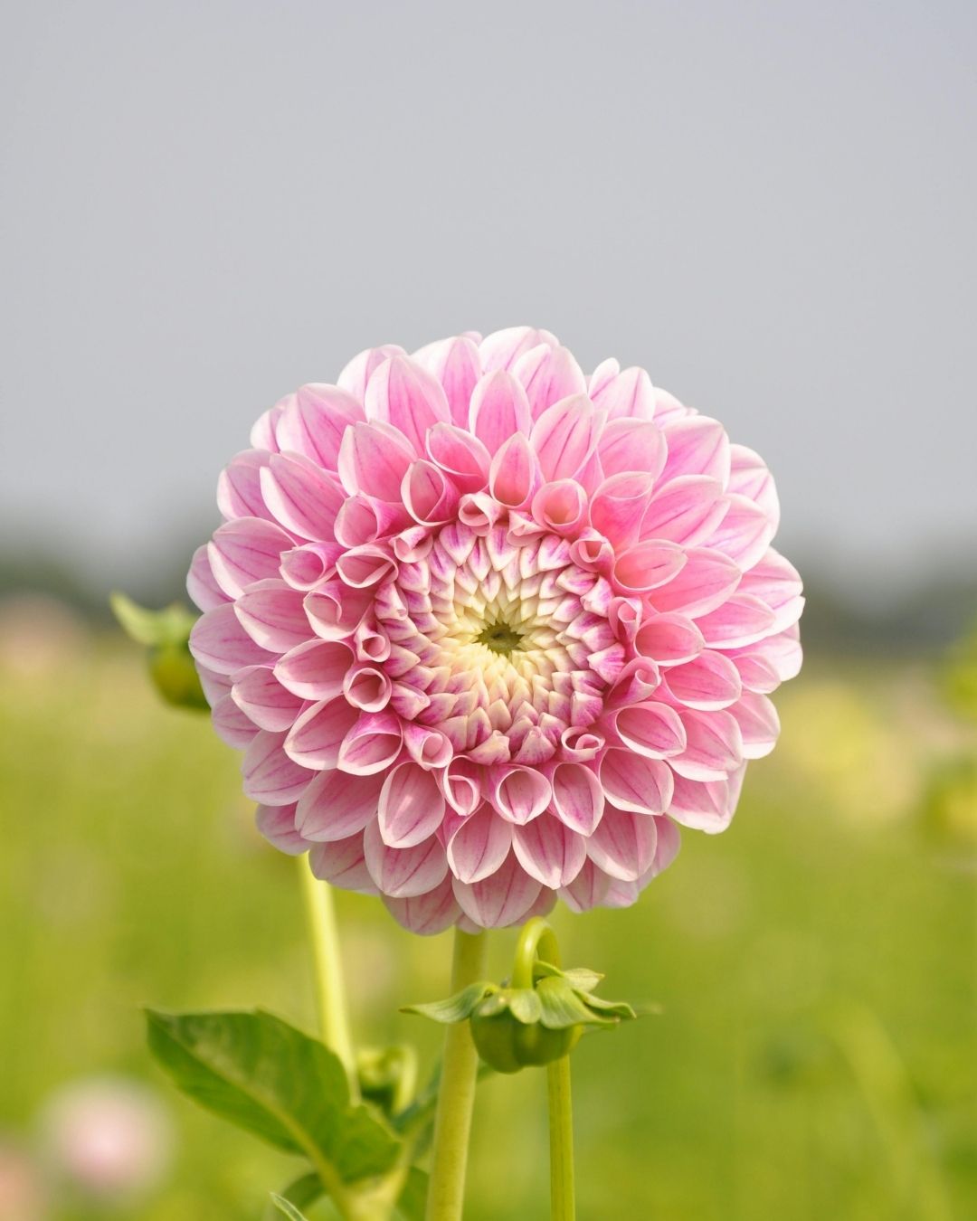 Semillas de Dalia 'Pompón' Rocalba