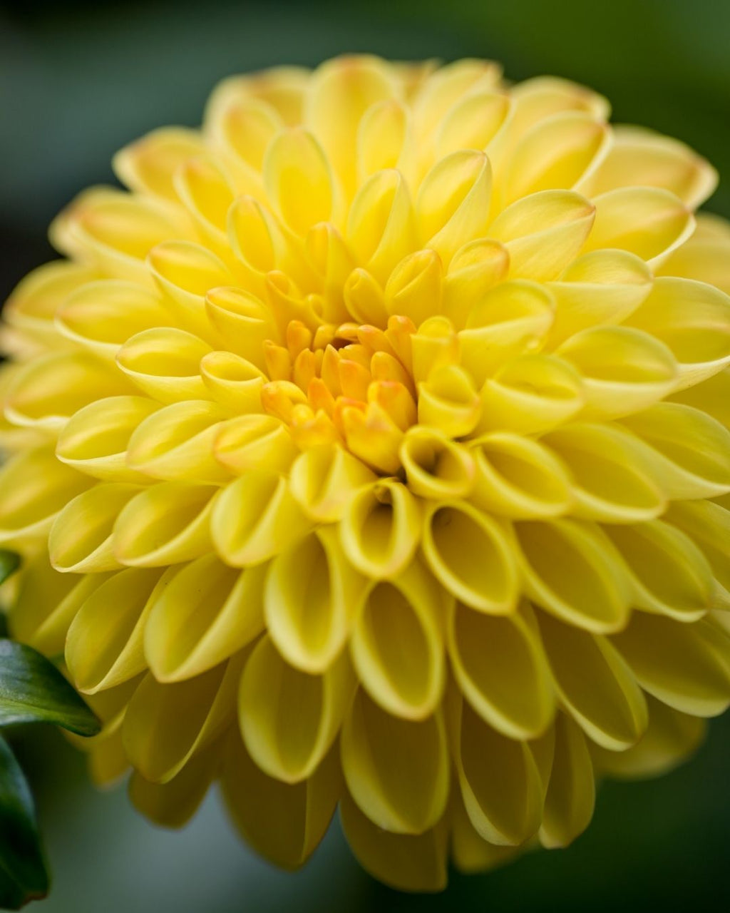 Semillas de Dalia 'Pompón' Rocalba