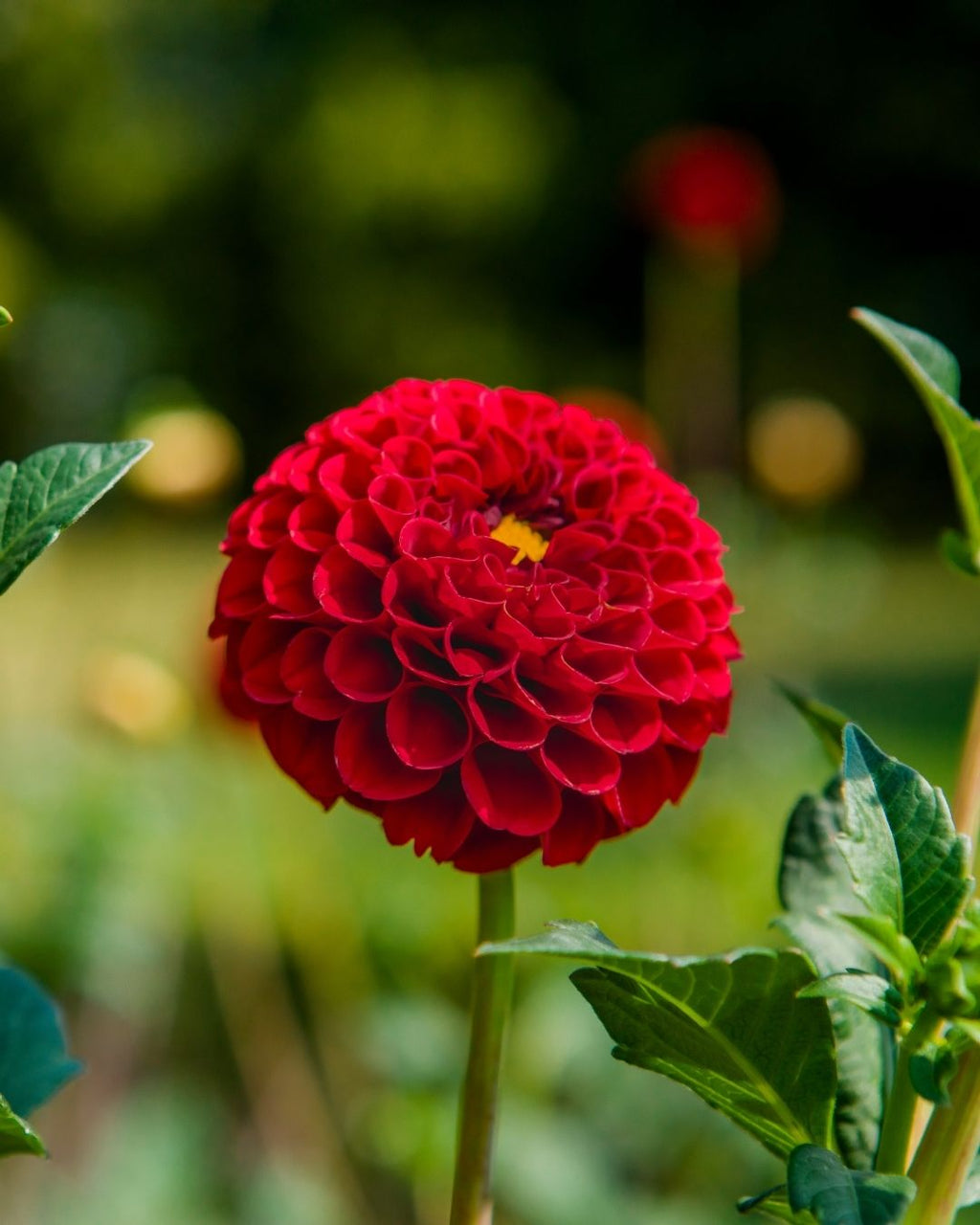 Semillas de Dalia 'Pompón' Rocalba