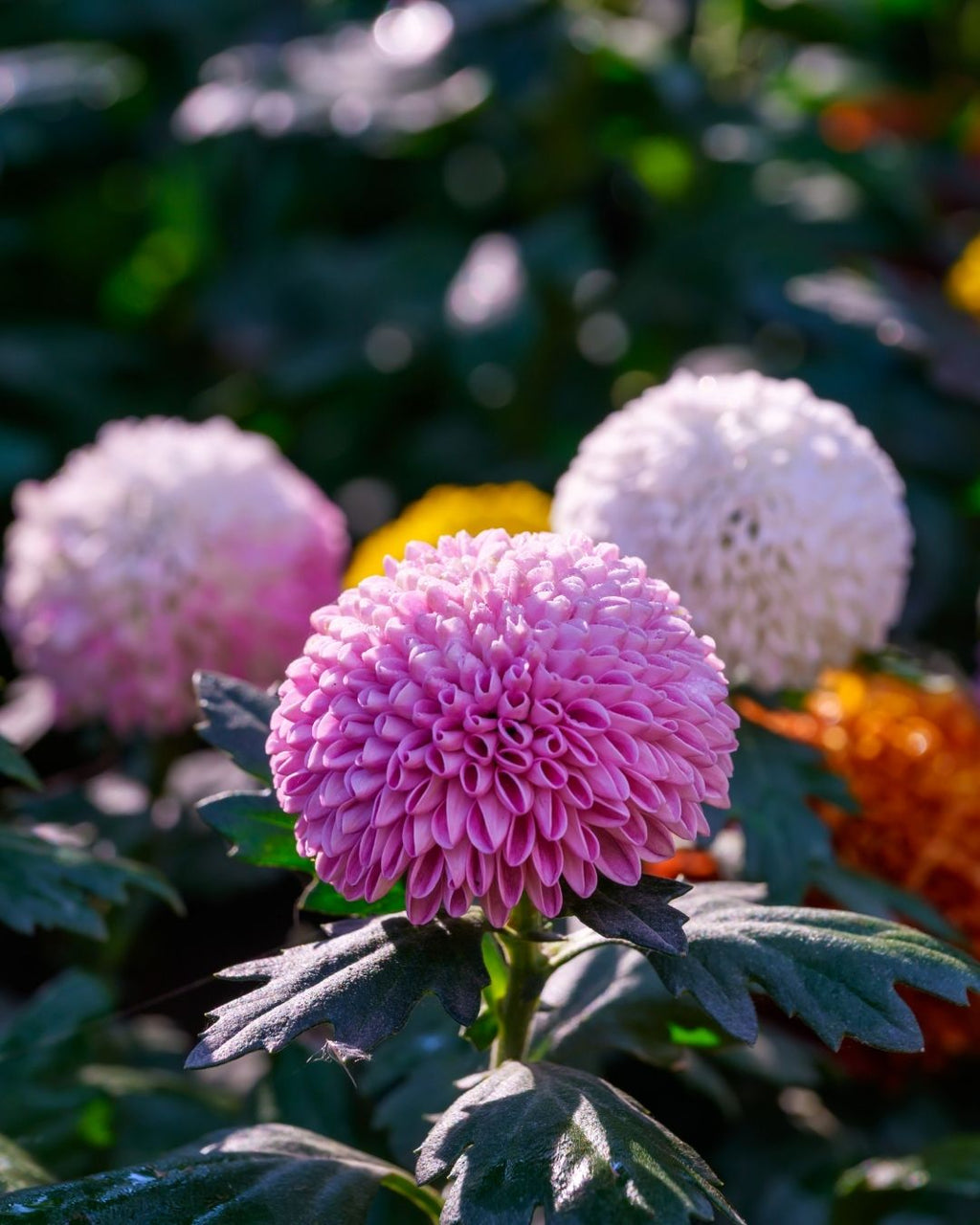 Semillas de Dalia 'Pompón' Rocalba