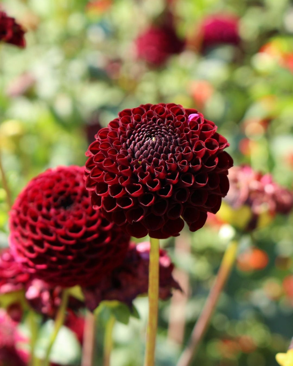 Semillas de Dalia 'Pompón' Rocalba