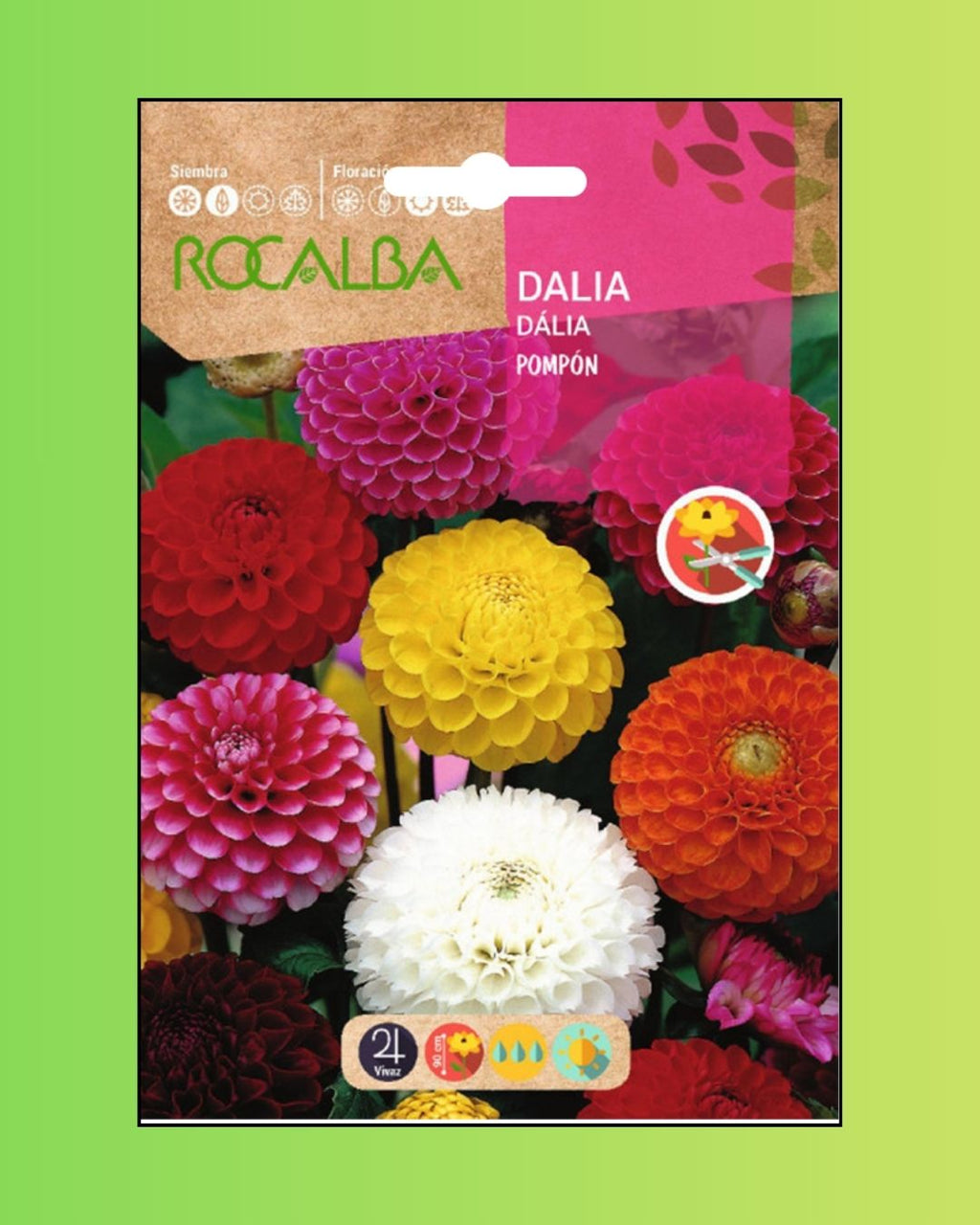 Semillas de Dalia 'Pompón' Rocalba