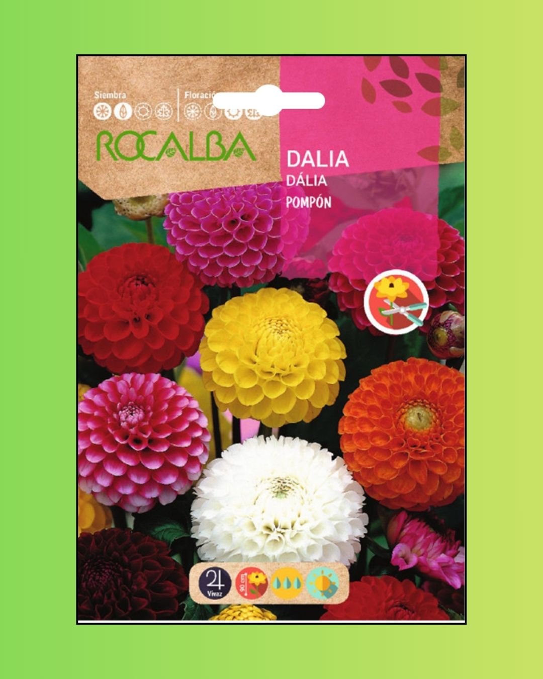 Semillas de Dalia 'Pompón' Rocalba