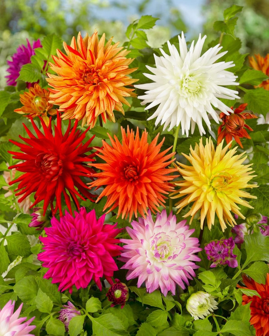 Semillas de Dalia 'Cactus' Rocalba