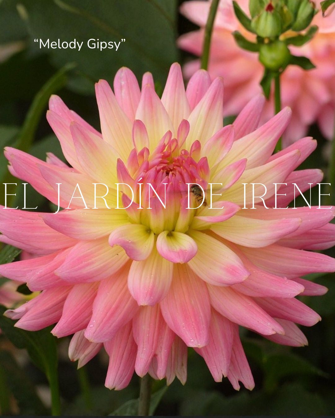 Bulbos de Dalias PREVENTA