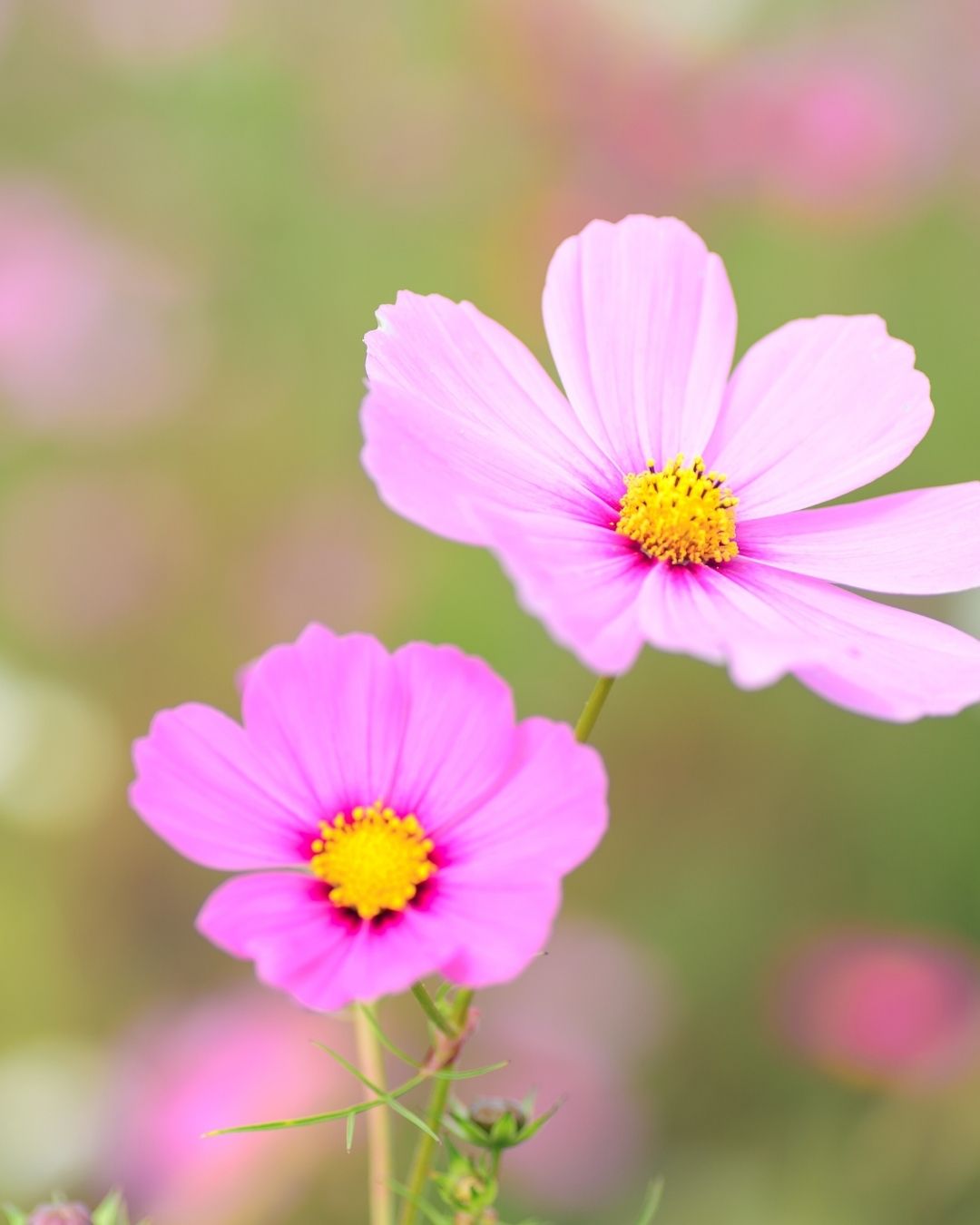 Semillas de Cosmos 'Sensation Mammouth' Rocalba
