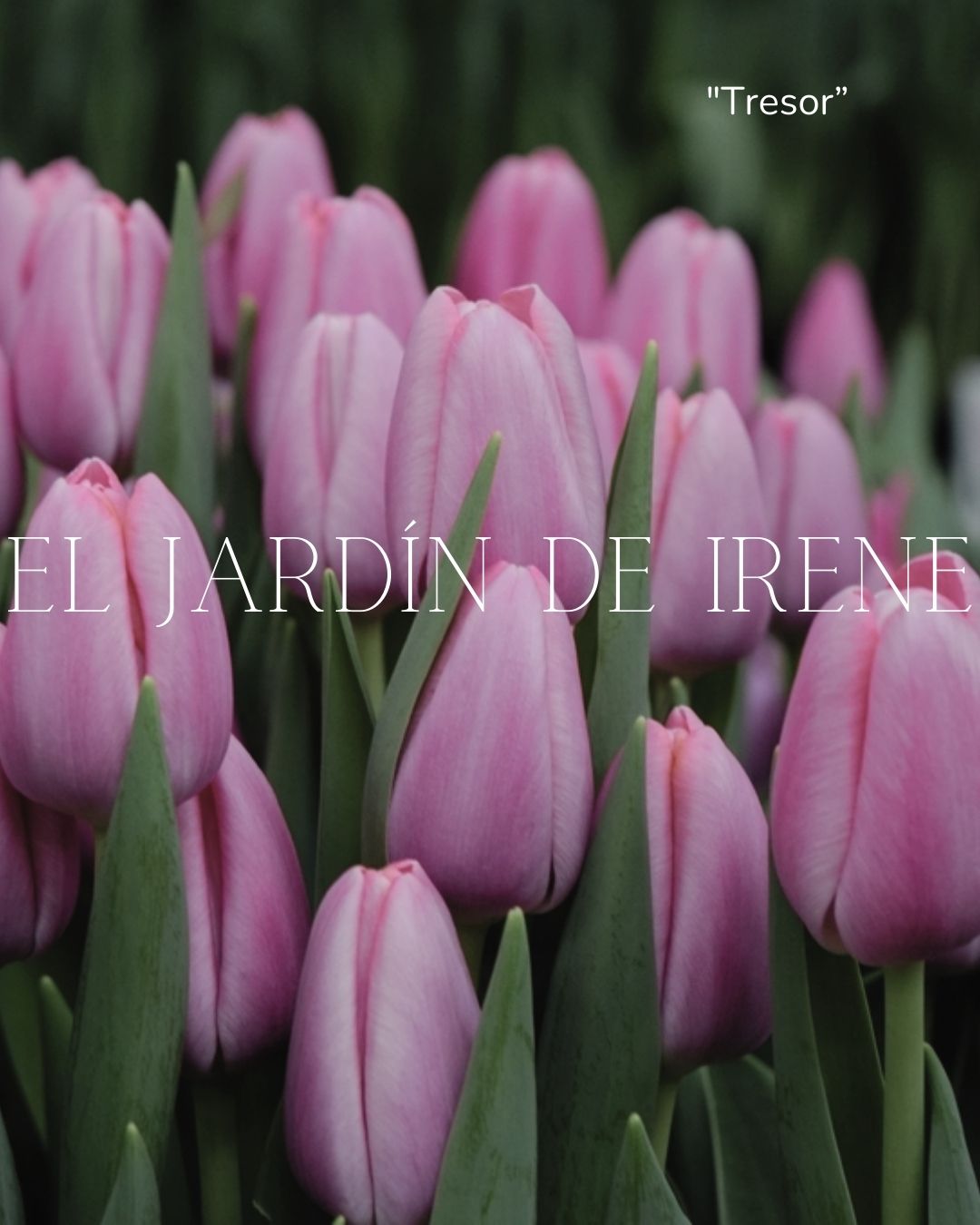 Bulbos de Tulipán PREVENTA