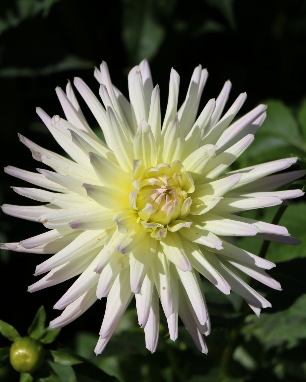 Semillas de Dalia 'Cactus' Rocalba
