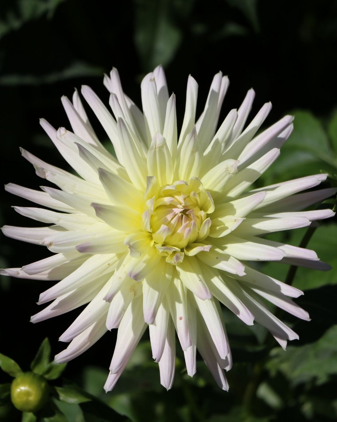 Semillas de Dalia 'Cactus' Rocalba