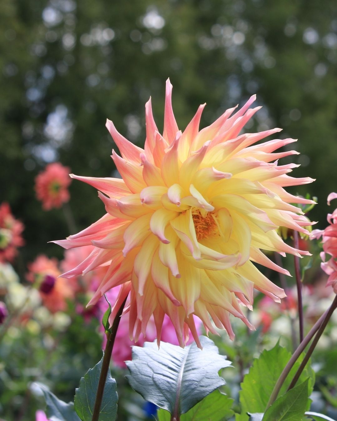 Semillas de Dalia 'Cactus' Rocalba