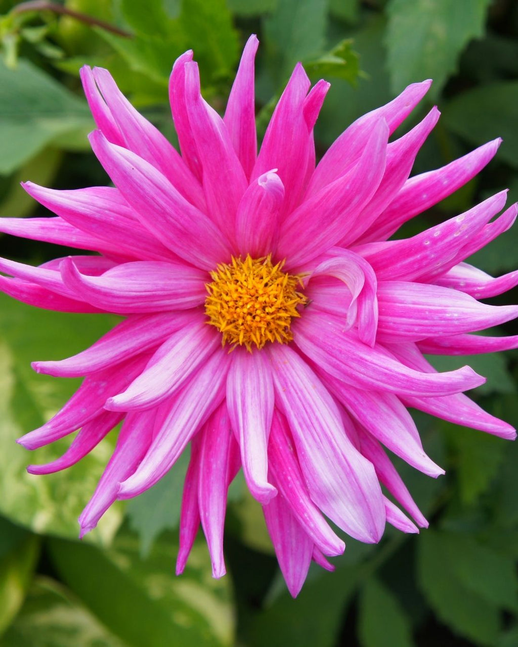 Semillas de Dalia 'Cactus' Rocalba
