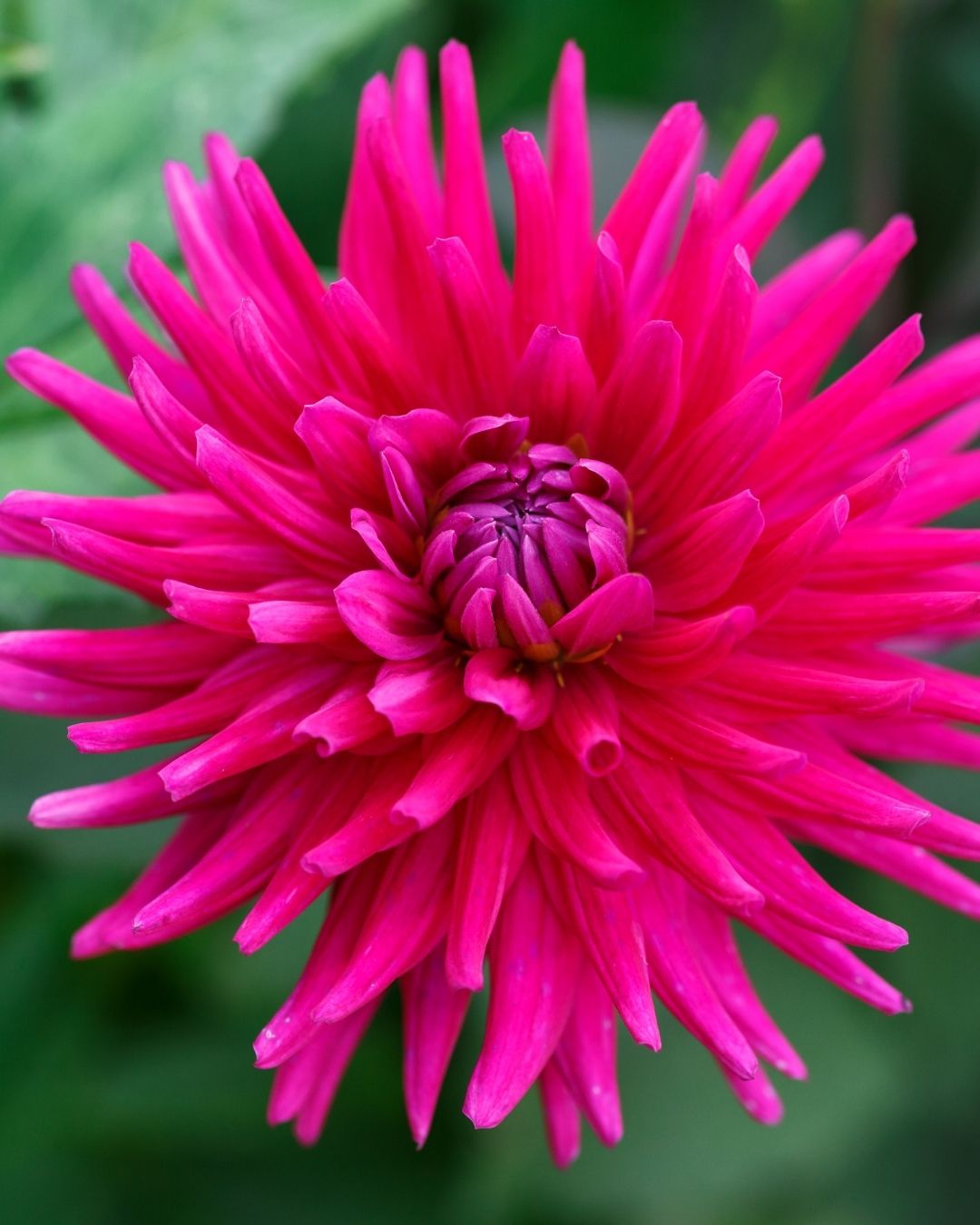 Semillas de Dalia 'Cactus' Rocalba