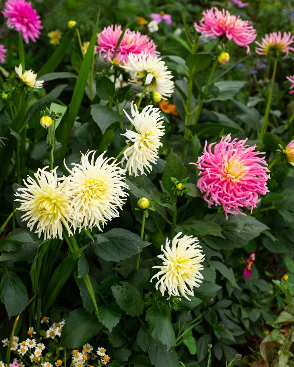 Semillas de Dalia 'Cactus' Rocalba
