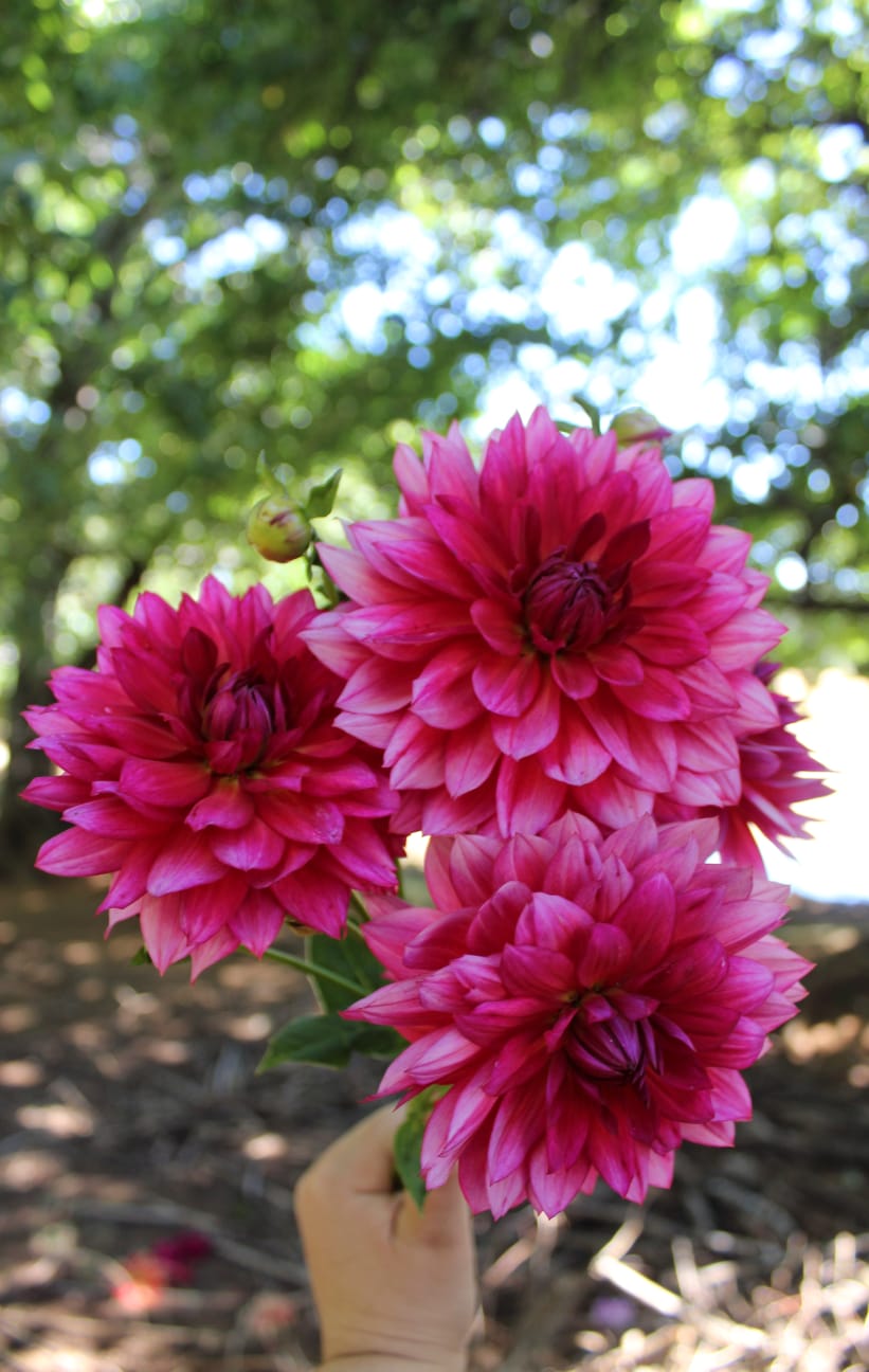 Bulbos de Dalias