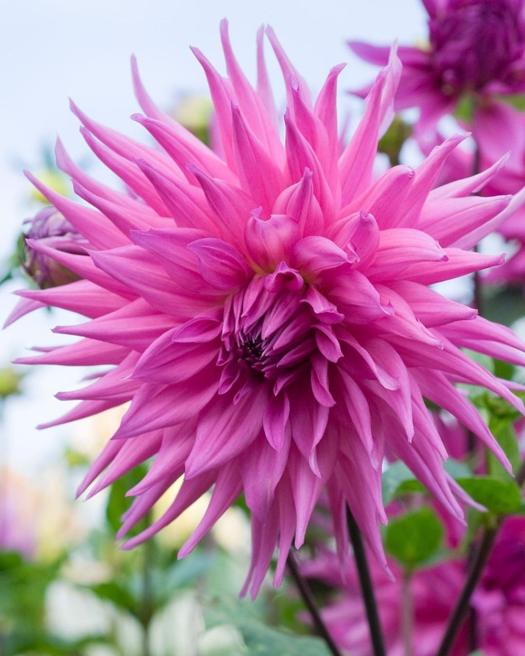 Semillas de Dalia 'Cactus' Rocalba