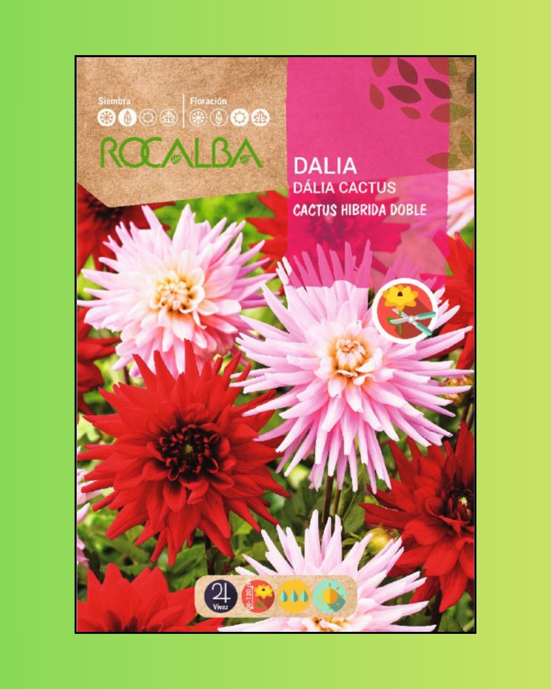 Semillas de Dalia 'Cactus' Rocalba
