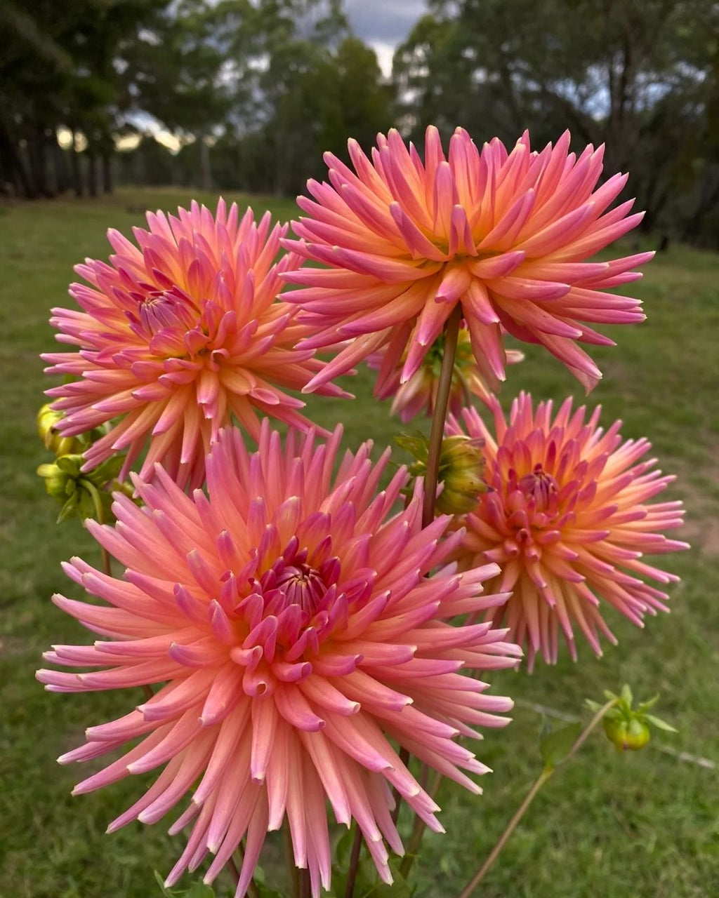 Semillas de Dalia 'Cactus' Rocalba