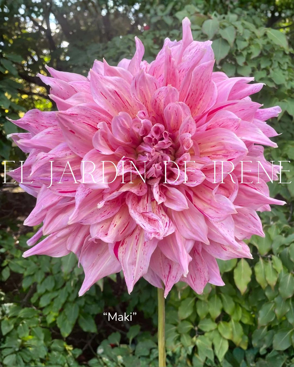 Bulbos de Dalias PREVENTA