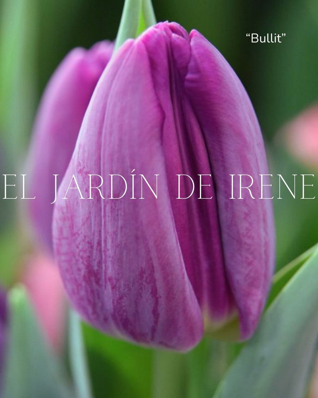 Bulbos de Tulipán PREVENTA