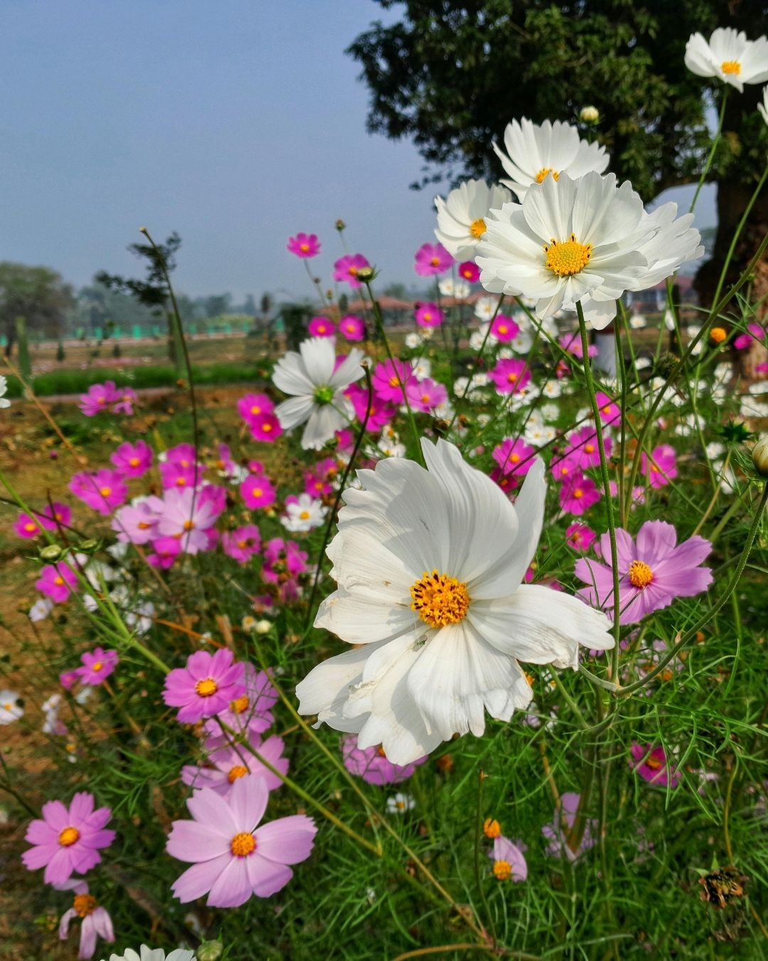 Semillas de Cosmos 'Sensation Mammouth' Rocalba