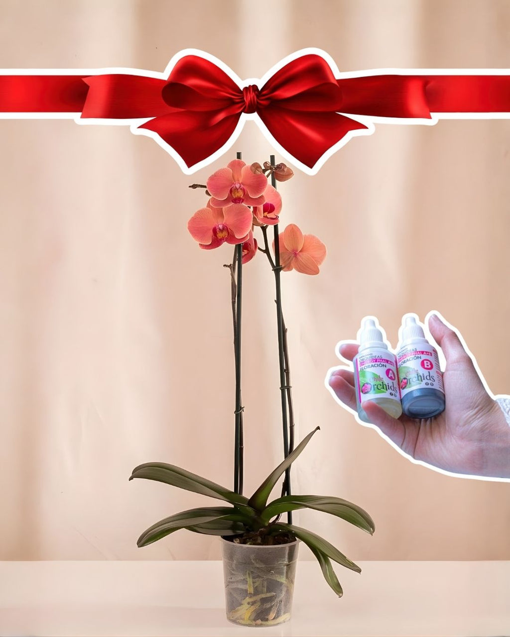 Orquídea Grande + Fertilizante
