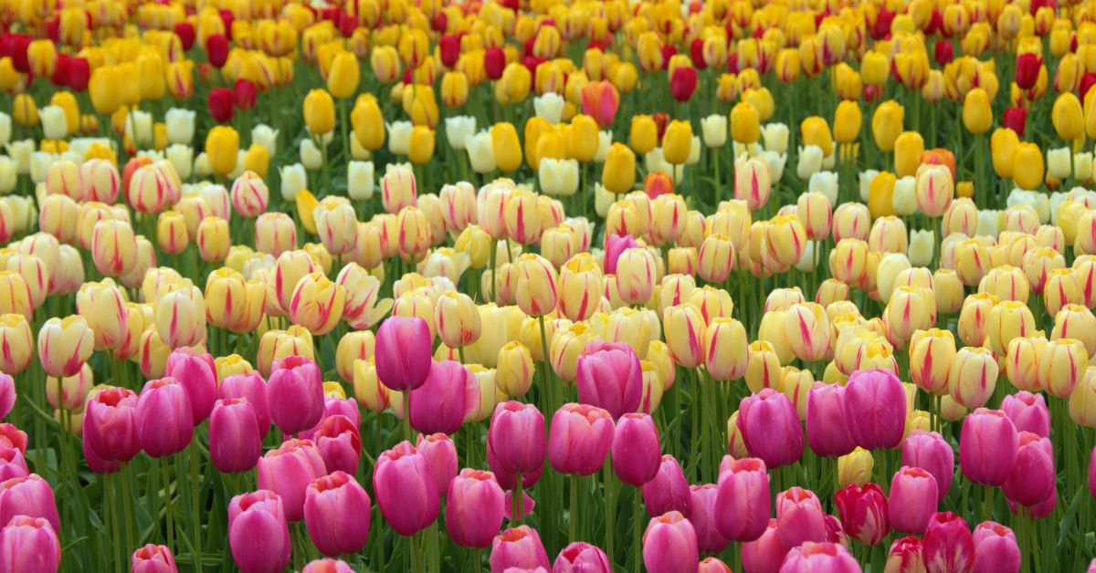 TALLER CULTIVO DE BULBOS ONLINE