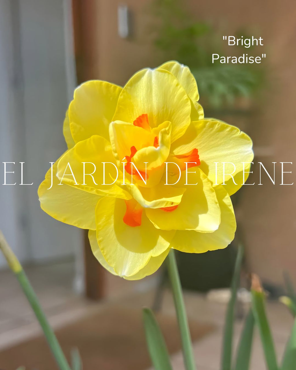 Bulbos De Narcisos PREVENTA