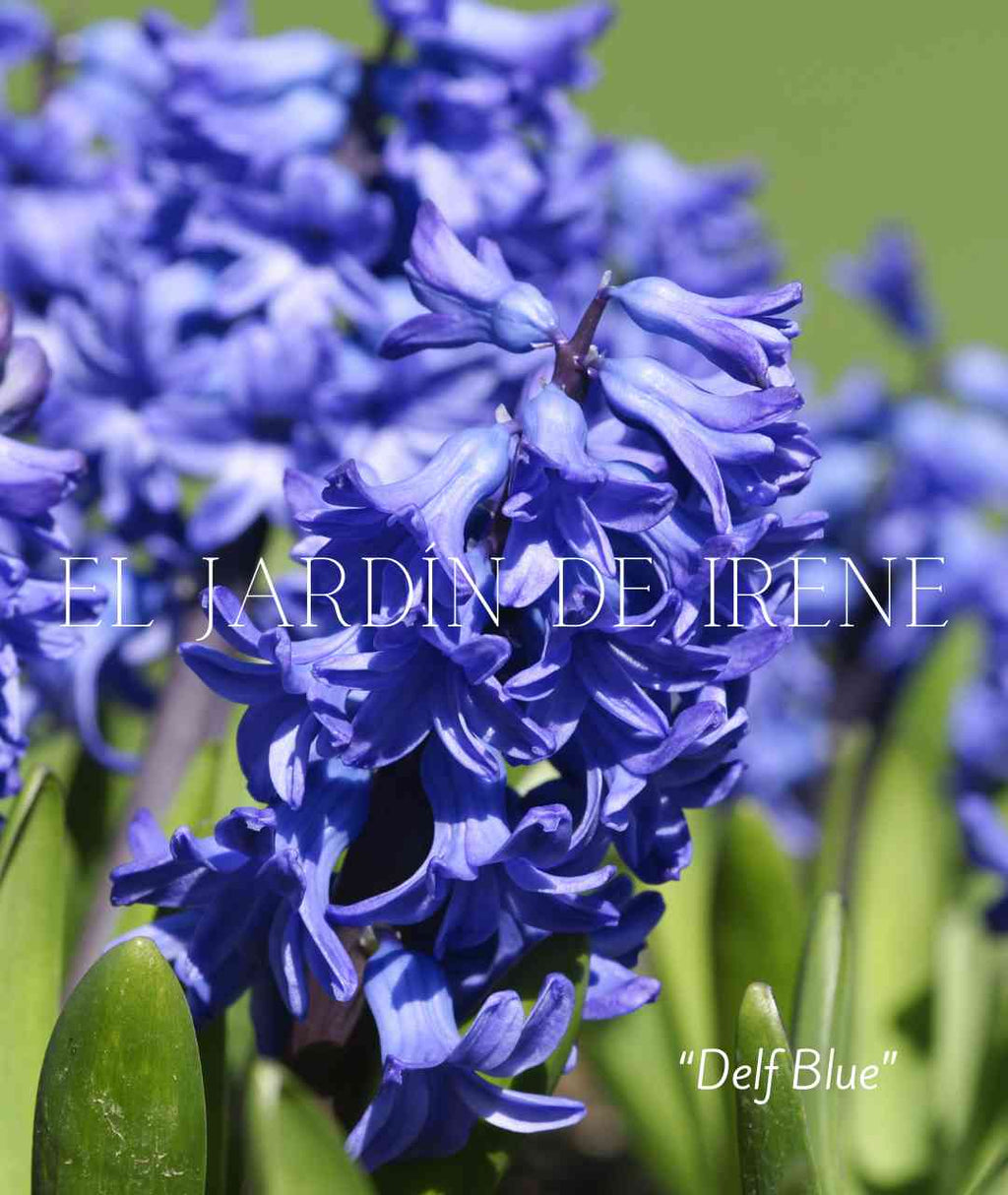 Bulbos de Jacinto