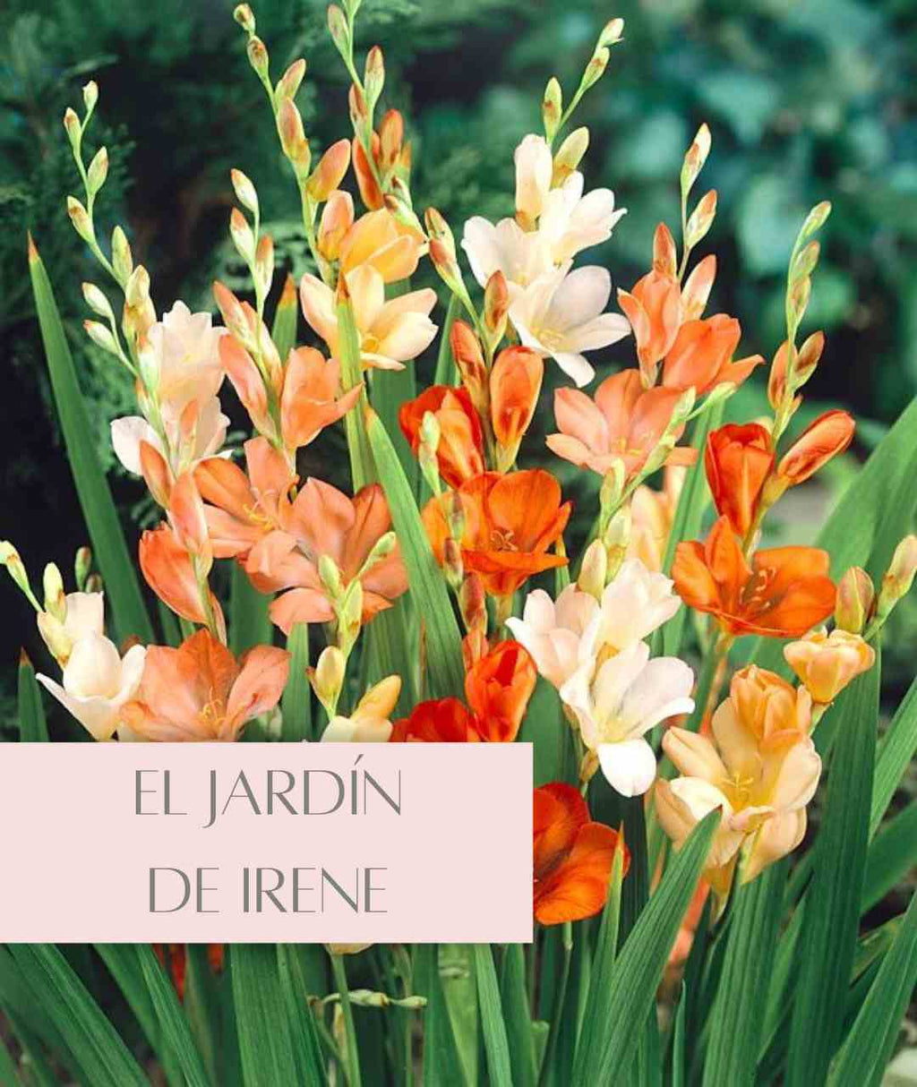 Bulbos de Tritonia
