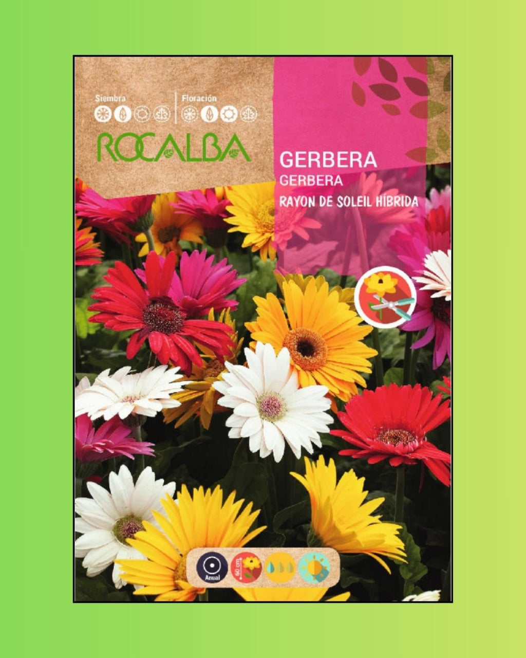 Semillas de Gerbera 'Rayon de Soleil' Rocalba