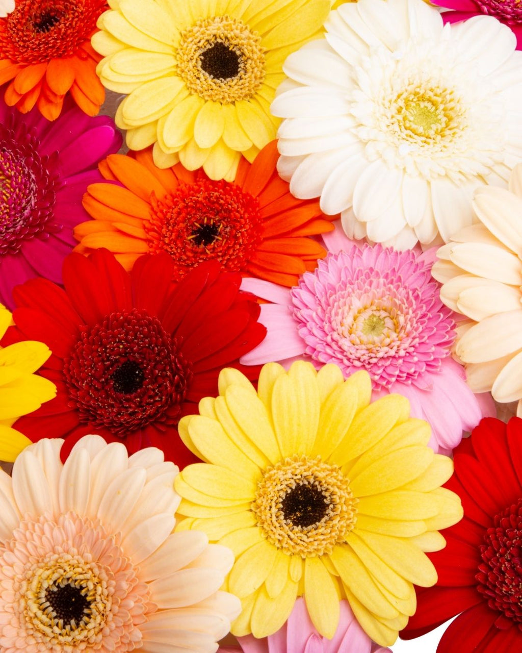 Semillas de Gerbera 'Rayon de Soleil' Rocalba