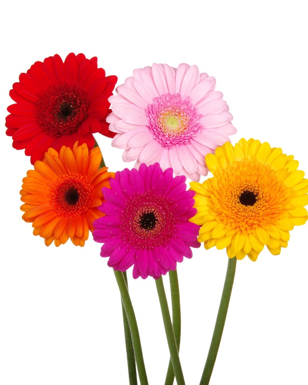 Semillas de Gerbera 'Rayon de Soleil' Rocalba