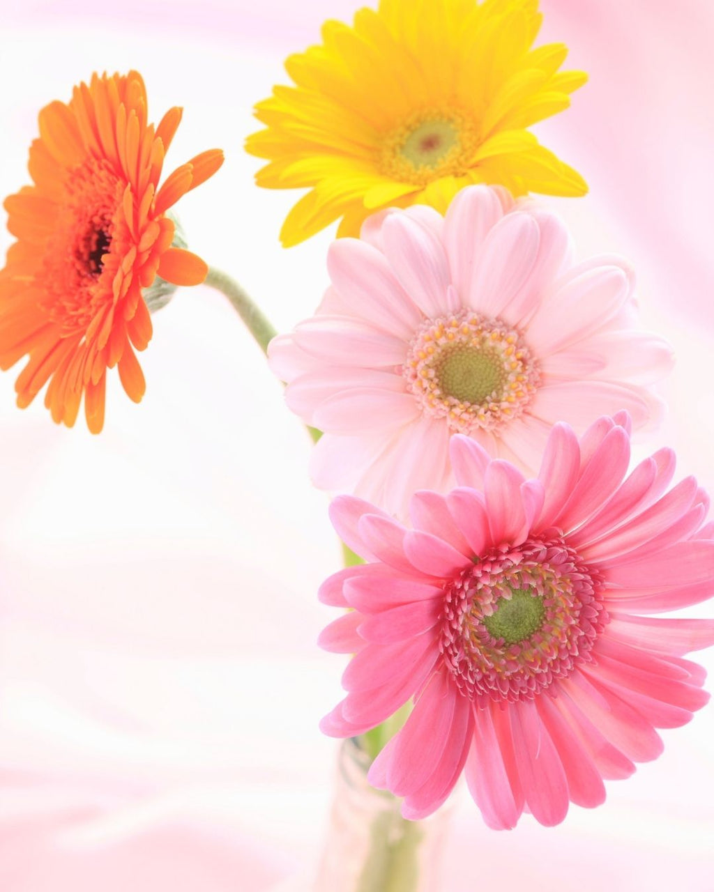 Semillas de Gerbera 'Rayon de Soleil' Rocalba