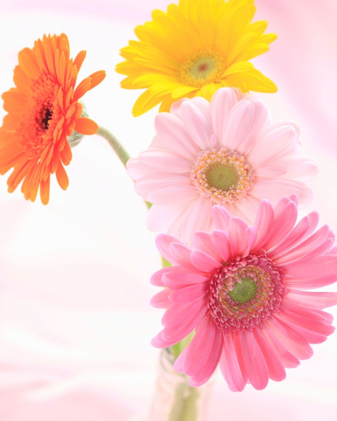 Semillas de Gerbera 'Rayon de Soleil' Rocalba