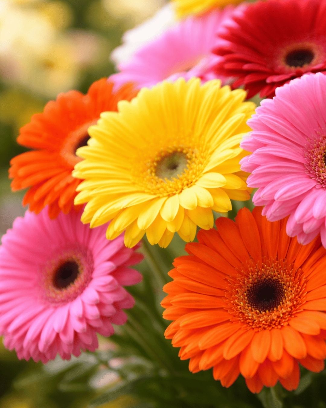 Semillas de Gerbera 'Rayon de Soleil' Rocalba