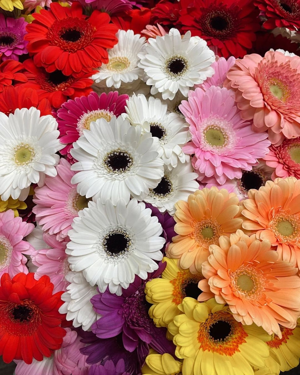 Semillas de Gerbera 'Rayon de Soleil' Rocalba