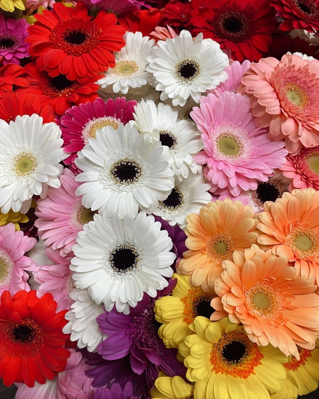 Semillas de Gerbera 'Rayon de Soleil' Rocalba