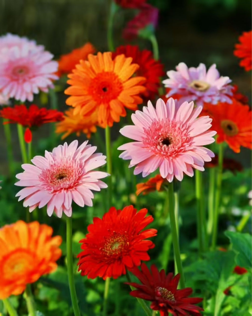Semillas de Gerbera 'Rayon de Soleil' Rocalba