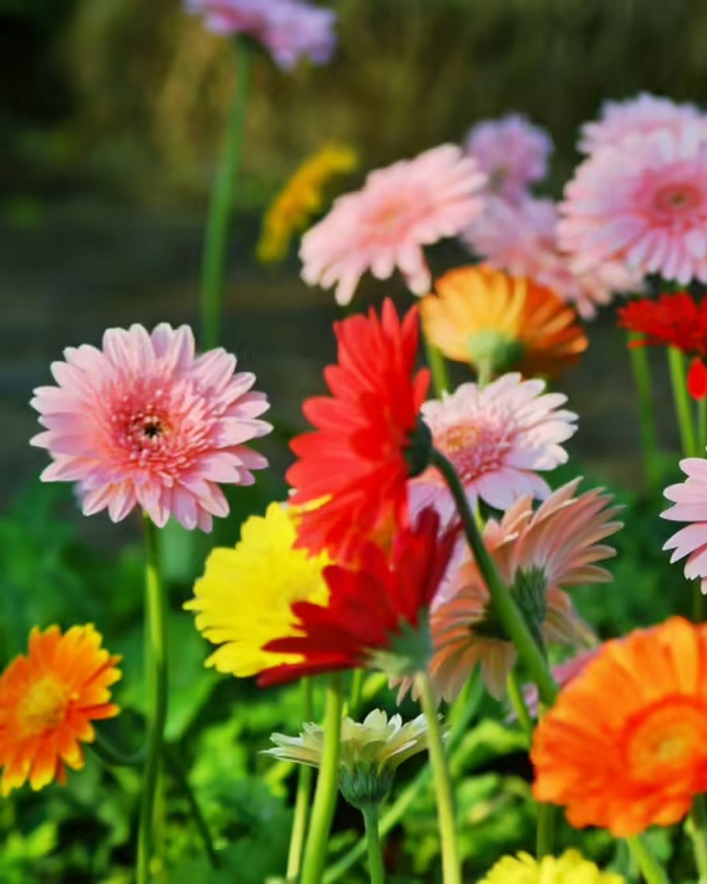 Semillas de Gerbera 'Rayon de Soleil' Rocalba
