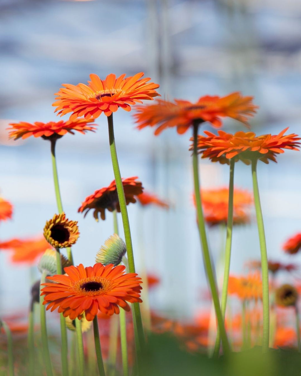 Semillas de Gerbera 'Rayon de Soleil' Rocalba