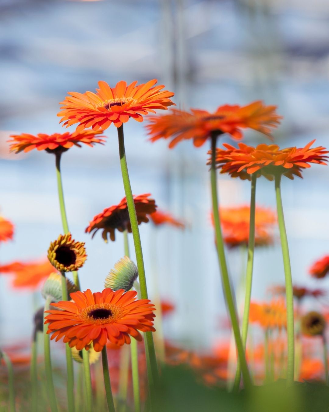 Semillas de Gerbera 'Rayon de Soleil' Rocalba